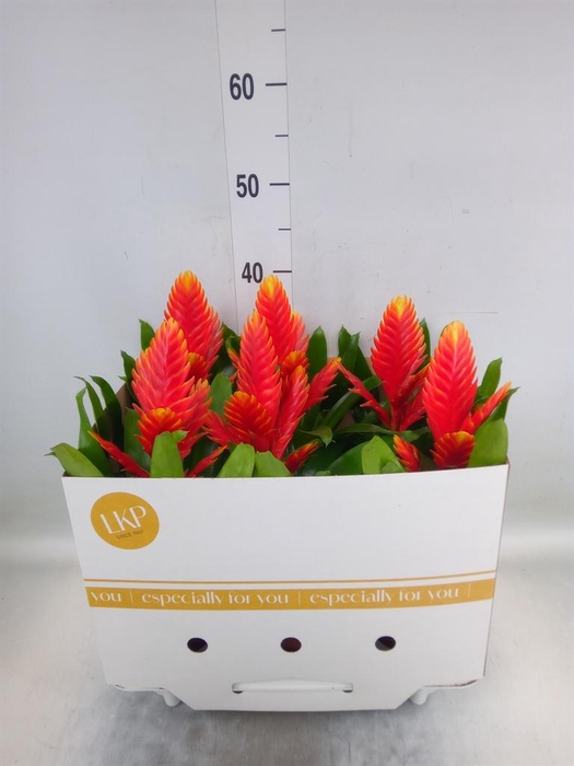 <h4>Vriesea 'Intenso Peach'</h4>