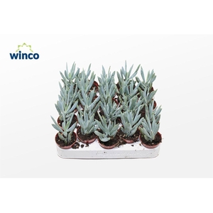 Senecio Mount Everest