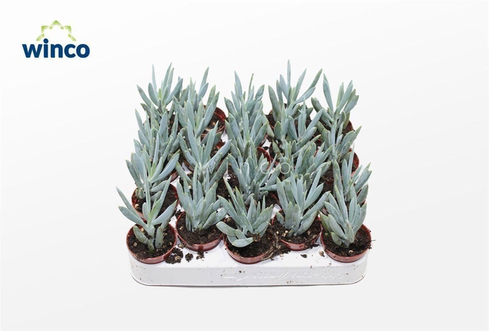 <h4>Senecio Mount Everest</h4>