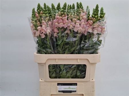 Antir Antibes Pink
