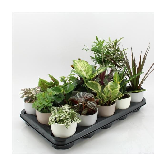 <h4>K-15 Mixplanten in keramiek</h4>