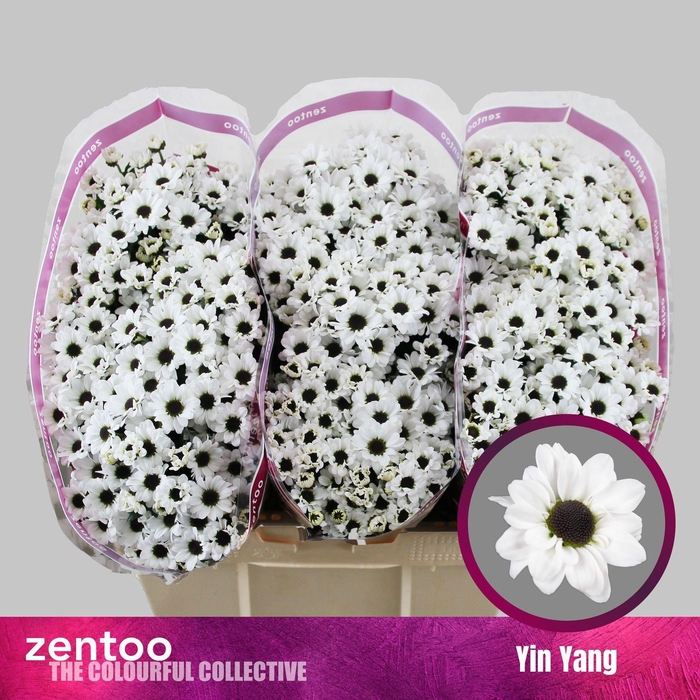 <h4>CHRYSANTHEMUM SA 'YIN YANG'</h4>