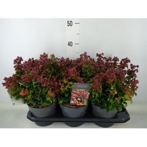 Leucothoe axillaris 'Curly Red'