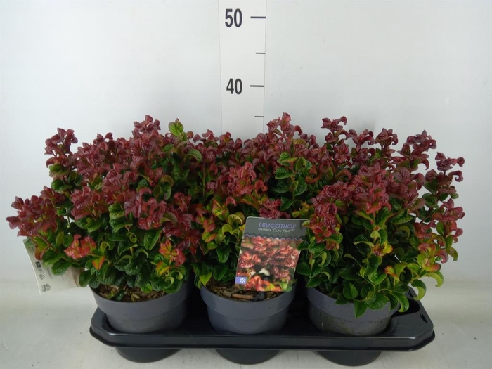 <h4>Leucothoe axillaris 'Curly Red'</h4>