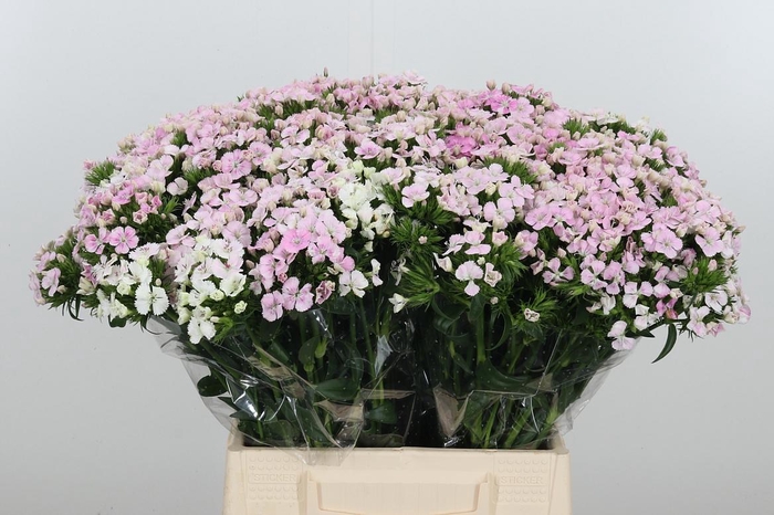 <h4>Di Barb Am Rose</h4>