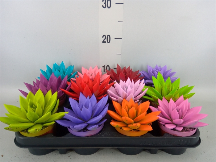<h4>Echeveria  'Miranda'</h4>