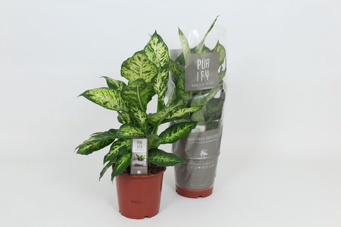 <h4>Dieffenbachia Sublime</h4>