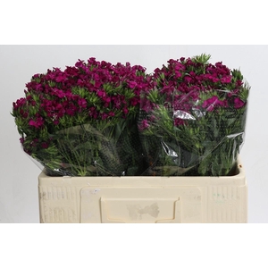 Dianthus Br Amazon Neon Cherry