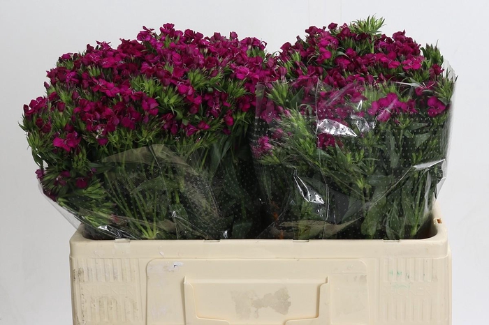 Dianthus Br Amazon Neon Cherry