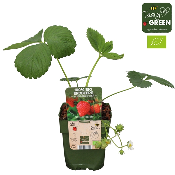 <h4>Fragaria x ananassa Sonata Bio P13</h4>