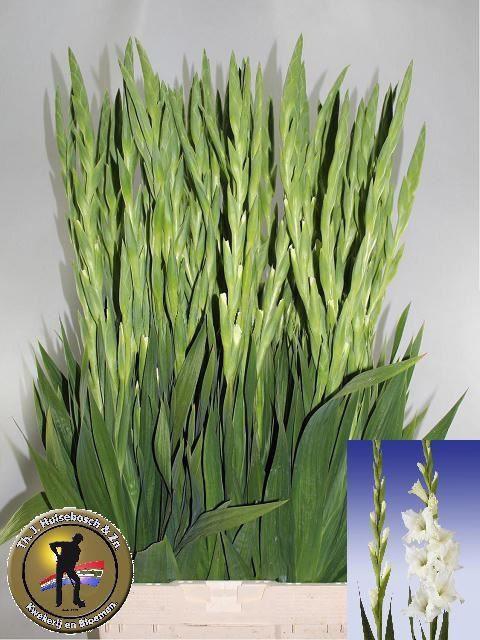 <h4>GLAD GR SERENA 50GR</h4>