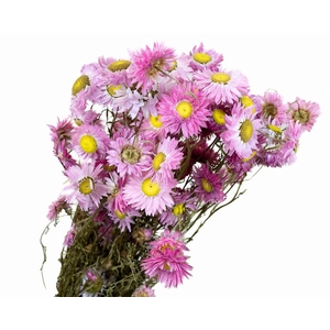 Acroclinium Pink Naturel