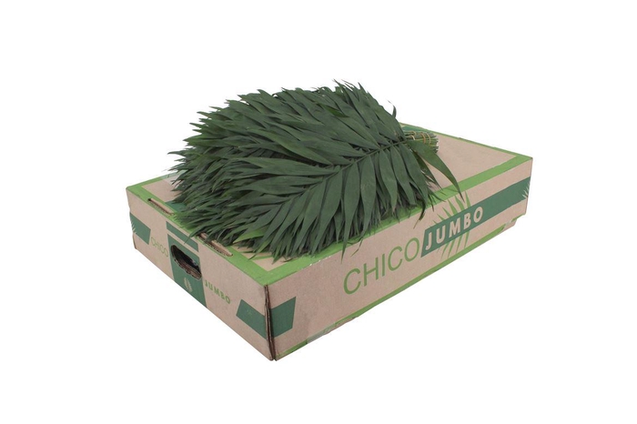 <h4>Chico Jumbo</h4>