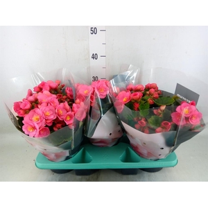 Begonia elat. HL 'Belove Rose'