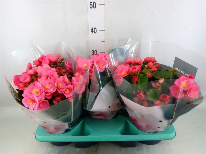 <h4>Begonia elat. HL 'Belove Rose'</h4>