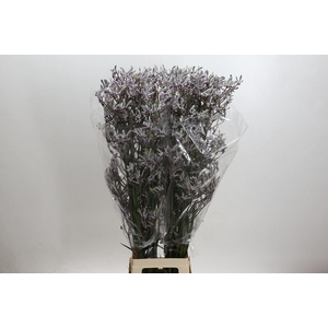 ANIGOZANTHOS LILAC QUEEN ANIGOZANTH