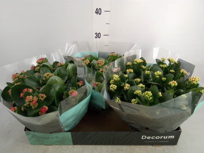 <h4>Kalanchoe blos.   ..rosebud mix  4</h4>