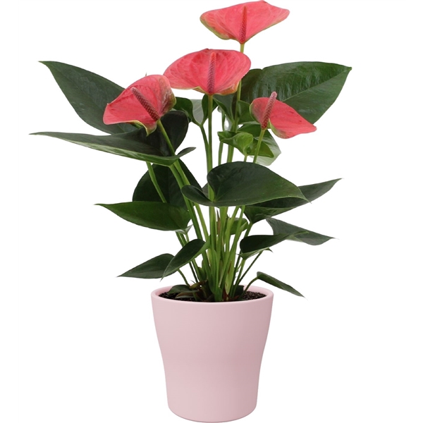 <h4>Anthurium Sweet Dream in Alicante ceramics</h4>