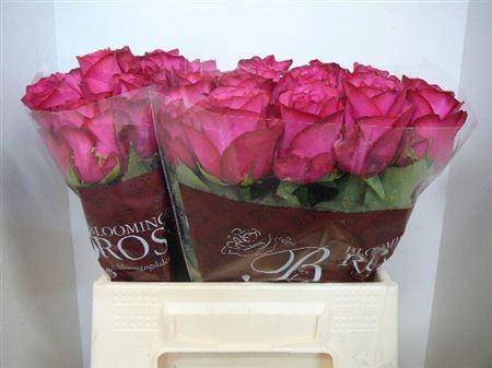 <h4>R Gr Paloma Royale</h4>