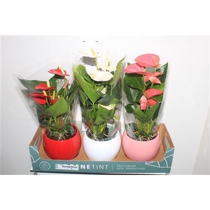 Anthu An Gem Deco Ceramic