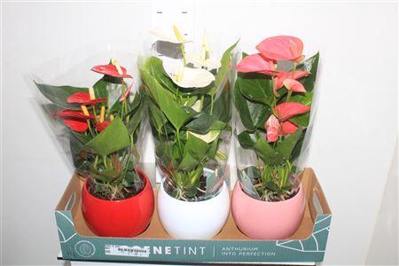 <h4>Anthu An Gem Deco Ceramic</h4>