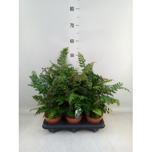 Didymochlaena truncatula