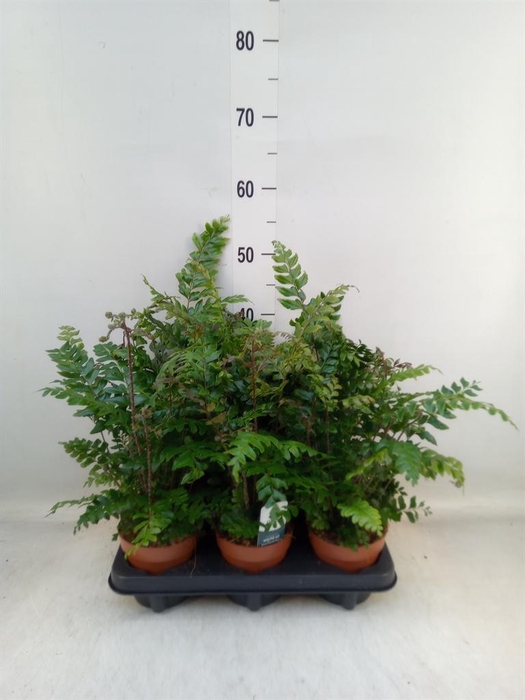 <h4>Didymochlaena truncatula</h4>