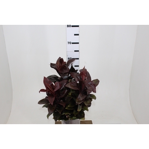 DRACENA BABY RUBRO