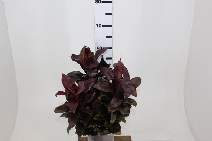 DRACENA BABY RUBRO