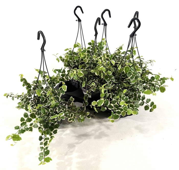 <h4>FIC PU SUNNY</h4>