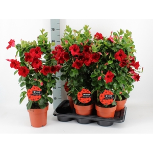 MANDE SUN VELVET RED