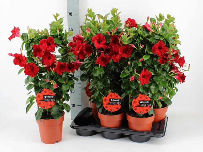 <h4>MANDE SUN VELVET RED</h4>