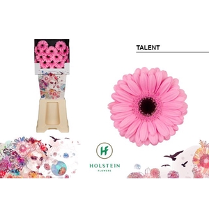 GE MI TALENT Diamond x80