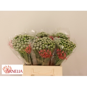 BRUN AYOBA SILV MOON