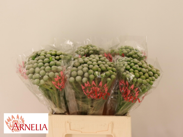 <h4>BRUN AYOBA SILV MOON</h4>