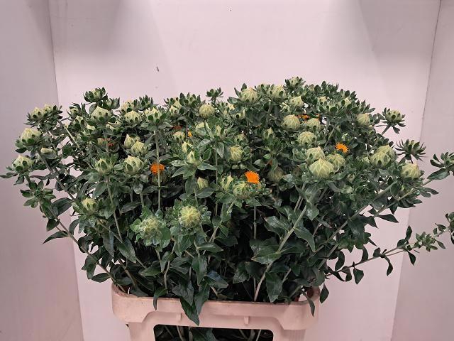 <h4>CARTH TINCTORIUS OV</h4>