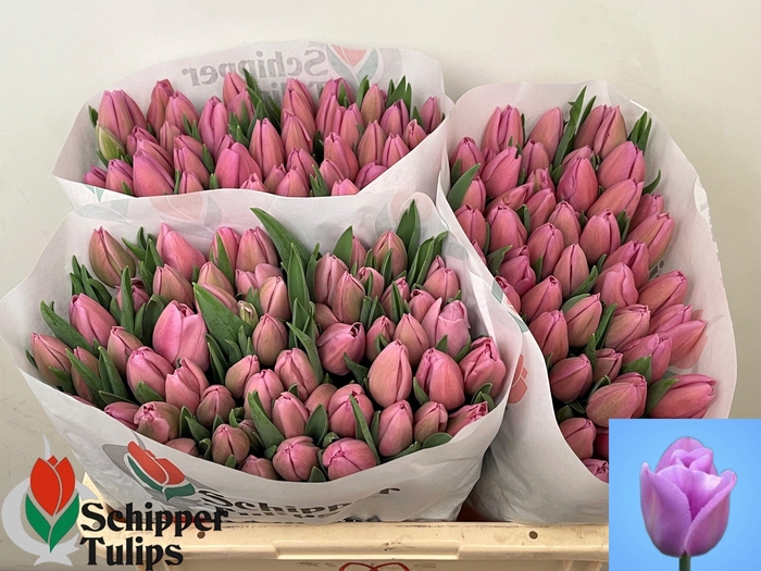 <h4>TU EN ALIBI</h4>