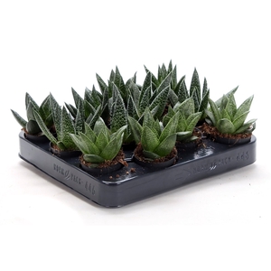 Gasteria mix 6 cm