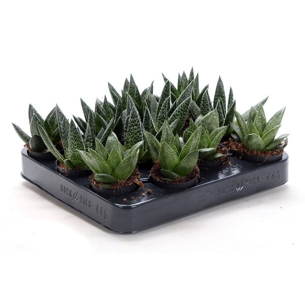 <h4>Gasteria mix 6 cm</h4>