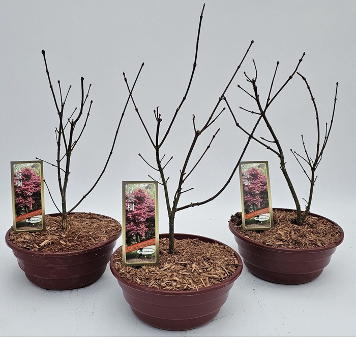 Acer palmatum Atropurpureum
