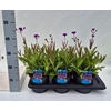 Verbena rigida