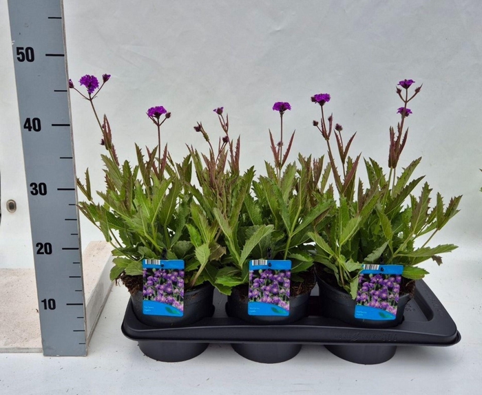 Verbena rigida