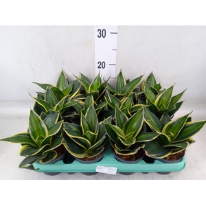 Sansevieria trifa. 'Hahnii'