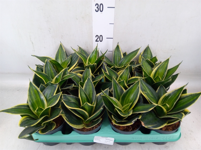 <h4>Sansevieria trifa. 'Hahnii'</h4>