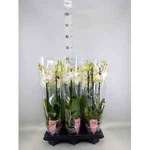 Phalaenopsis  'Ant Inverness'