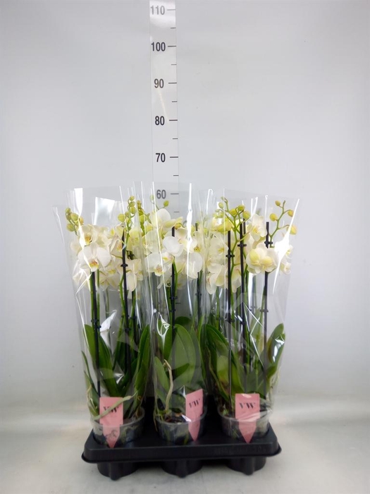 <h4>Phalaenopsis  'Ant Inverness'</h4>