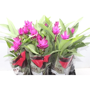 CURCUMA SIAM SUBLIME P15
