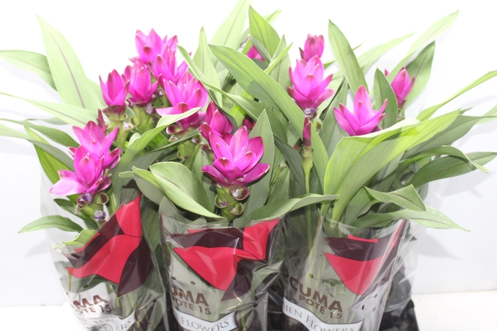<h4>CURCUMA SIAM SUBLIME P15</h4>