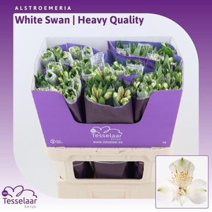 Alstroemeria White Swan | Heavy Quality