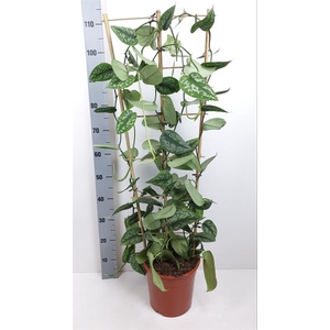 Scindapsus pictus Trebie 24Ø 110cm